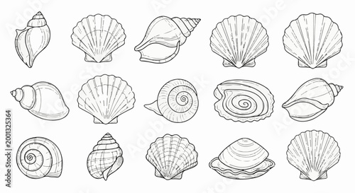 A collection of diverse seashells, meticulously sketched in black and white