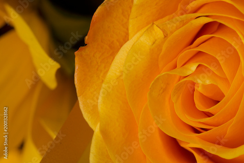 Obraz na płótnie close - up shot of beautiful yellow roses