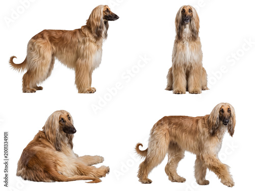 Foto A beautiful compilation of four purebred Afghan Hounds in diverse and sophisticated studio poses