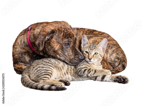 A large, brindle-patterned dog gently rests its head on a small tabby kitten.