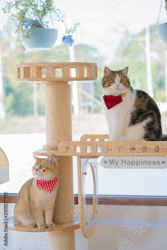 pet care concept with british and scottish cat play and fun in cat house