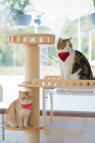 pet care concept with british and scottish cat play and fun in cat house