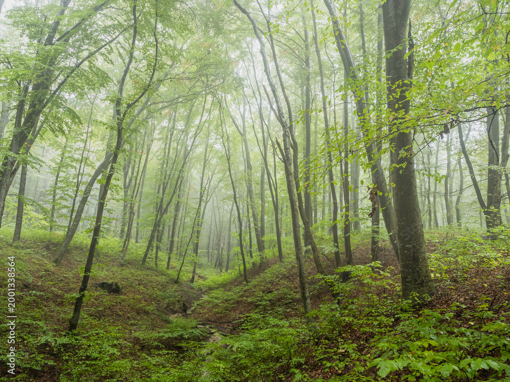 Fototapeta premium Mystical Summer Forest With Mist Fog Light