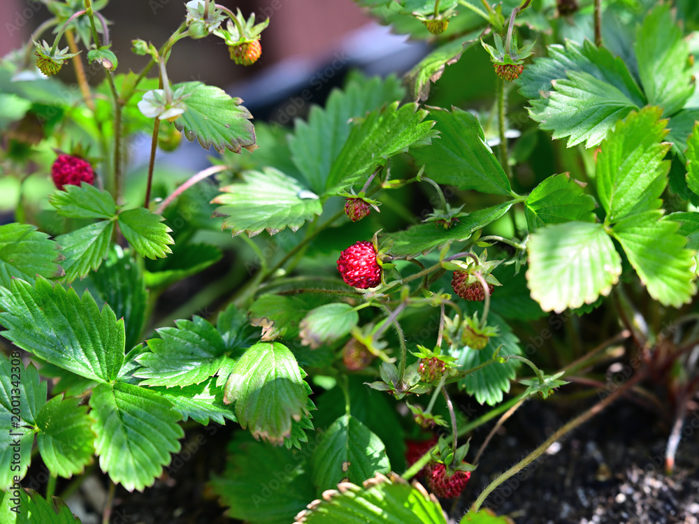 Obraz premium frische blühende Walderdbeere- Fragaria vesca im Frühling