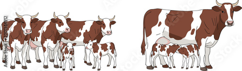 Cartoon cow family set with calves and adult cattle farm animals dairy livestock vector illustration isolated on light background