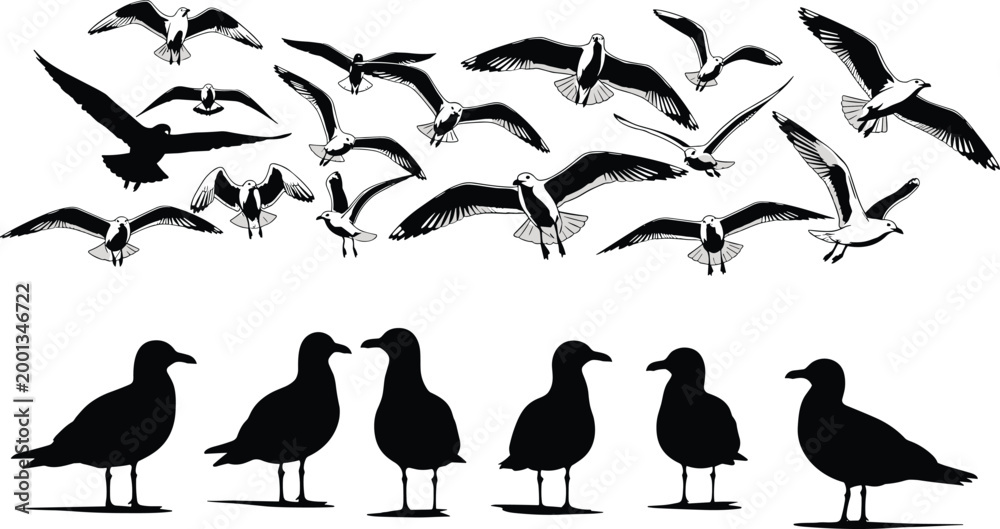 Fototapeta premium Black and white silhouette of seagulls in flight and standing positions featuring various wing spans and poses on white background,