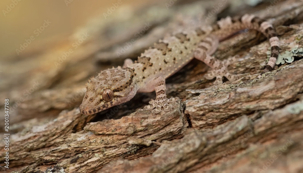 Obraz premium Detailed view of a camouflaged gecko with rough skin blending into textured tree bark.