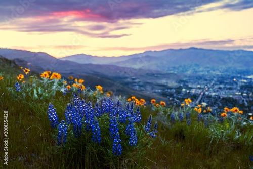 Wildflowers on hill with city view at sunset. Wenatchee. Washington state. USA. Lupines and Balsamroot  bloom on a hillside overlooking a valley at sunset. Wenatchee. Washington state. USA.