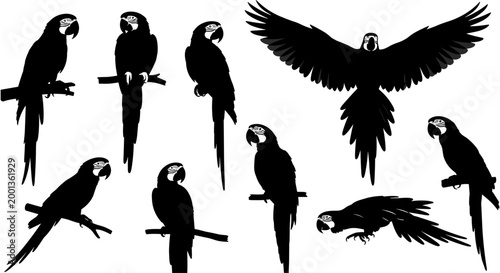 Wide panoramic black and white vector silhouette set of macaw parrots in various poses including flying perched and profile views.