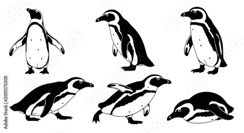 Set of African Penguin Silhouettes in Various Poses ? Wildlife Design