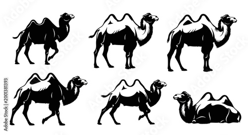 Set of Black and White Camel Silhouettes in Various Poses