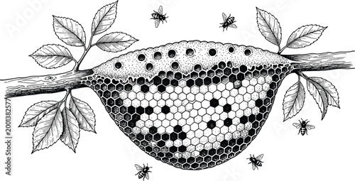 Hand drawn beehive with honeycomb and bees on tree branch detailed vintage engraving style vector illustration for nature and beekeeping concept