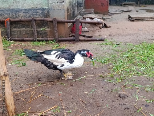 Muscovy duck standing on gray ground with green grass and debris