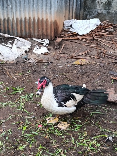 Muscovy duck standing on dirty ground with trash and debris around