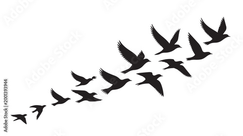 Birds flying, group of flying birds silhouette, flock of birds 
