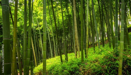 Bamboo Forest with Lush Greenery and Trees.