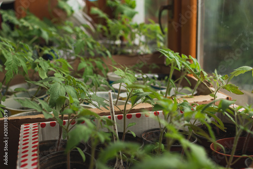 Vegetable seedlings on the windowsill