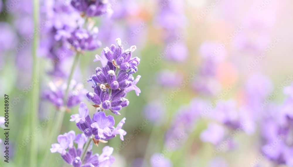 Obraz premium ラベンダーと紫の花のエレガントなパステルボタニカル背景
