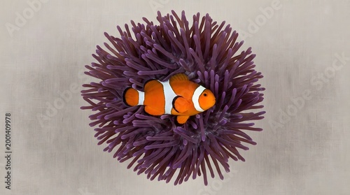 Clownfish nestled within a vibrant purple sea anemone close-up shot underwater marine life
