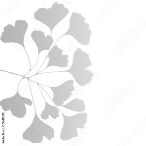 Foto Natural Ginkgo Leaf Shadow Without Background