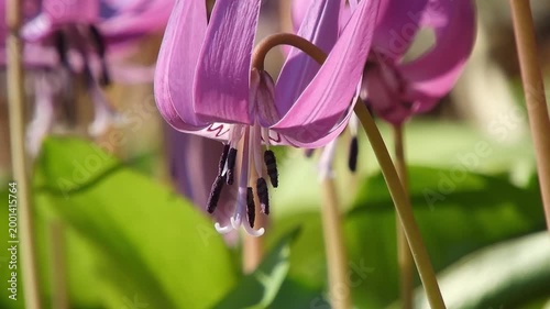 【4K】早春の妖精：木漏れ日に咲く可憐なピンク色のカタクリ。生命の息吹を感じる野草の風景素材[4K] Spring Ephemeral: Delicate Pink Katakuri (Dogtooth Violet) Blooming in Early Spring Sunshine 撮影日：20260424-2