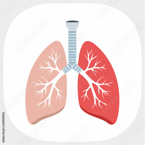 Illustration of Human Lungs and Trachea