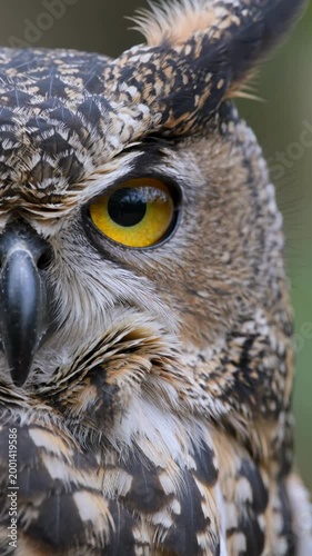 Close-up portrait of Great Horned Owl with striking yellow eye, vertical footage
