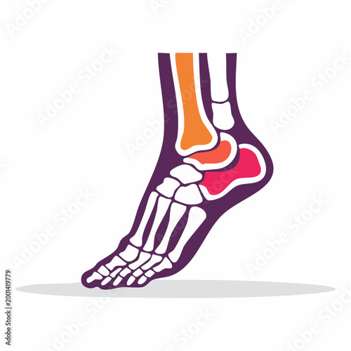 Anatomical Illustration of Human Foot and Ankle Bones