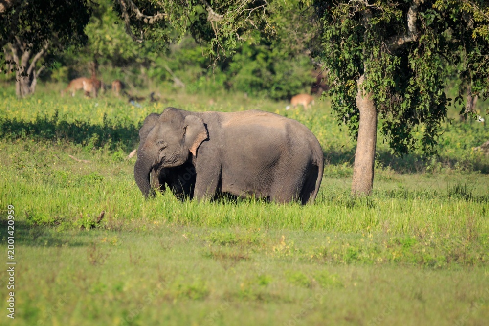 Fototapeta premium Wild Asian Elephants Grazing in Grassy Savanna