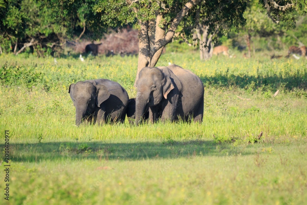 Fototapeta premium Wild Asian Elephants Grazing in Grassy Savanna