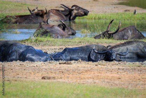 Foto Herd of Wild Water Buffaloes Wallowing in a Muddy Pool
