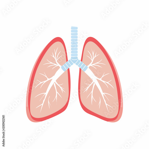 Illustration of Human Lungs and Trachea