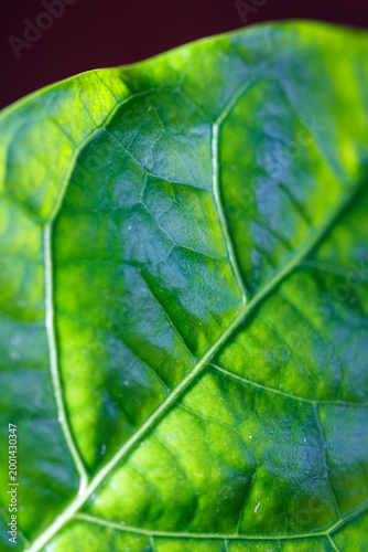 Macro shot of fresh leaf showing intricate vascular patterns under soft lighting