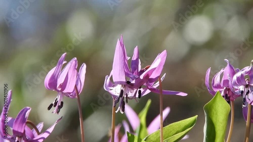 【4K】早春の妖精：木漏れ日に咲く可憐なピンク色のカタクリ。生命の息吹を感じる野草の風景素材[4K] Spring Ephemeral: Delicate Pink Katakuri (Dogtooth Violet) Blooming in Early Spring Sunshine 撮影日：20260424-3