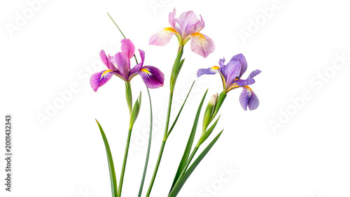 Foto Flowers in different colors isolated on transparent background