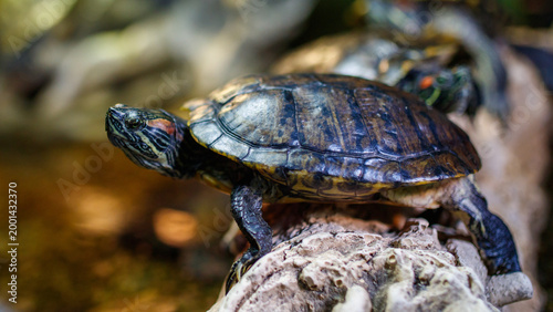 Red-eared slider turtle on a log