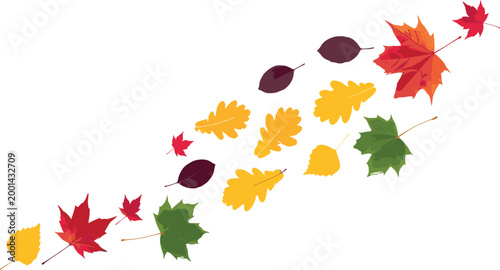 Autumn Fall Leaves Collection with Maple Oak Birch Colorful Seasonal Foliage Elements Isolated on White Background for Nature Design and Decoration