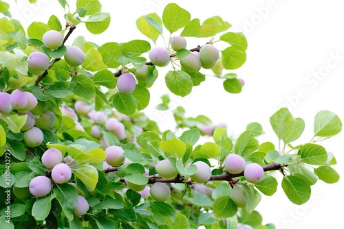 Young green plums grow on a leafy branch against a white background.