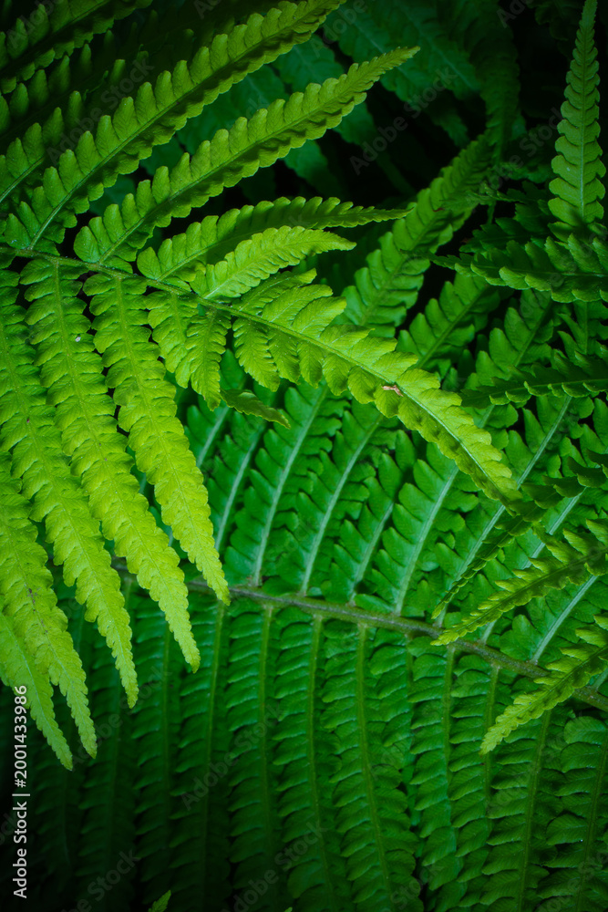 Fototapeta premium Lush green fern leaves in vibrant detail.