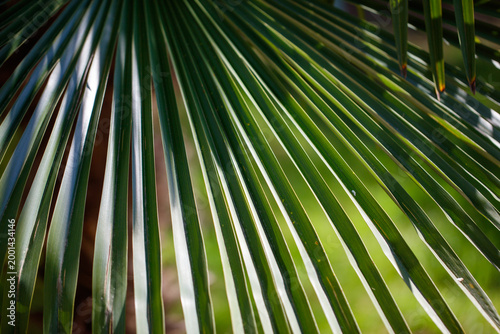 Photography Tropical palm leaf detail, green, sunlit, and textured