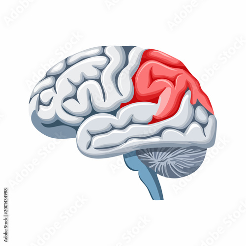 Illustration of Human Brain with Highlighted Motor Cortex