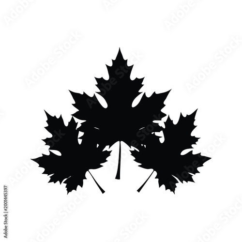 A beautiful black and white maple leaf silhouette vector illustration design, maple cluster leaf silhouette vector illustration