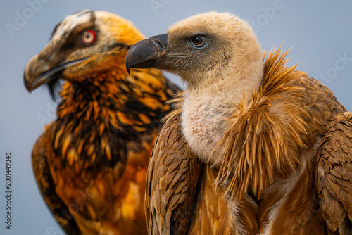 Close-up portrait of scavenger vulture pair in nature