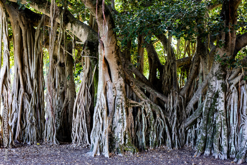 Maryborough Giant Banyan Fig Tree