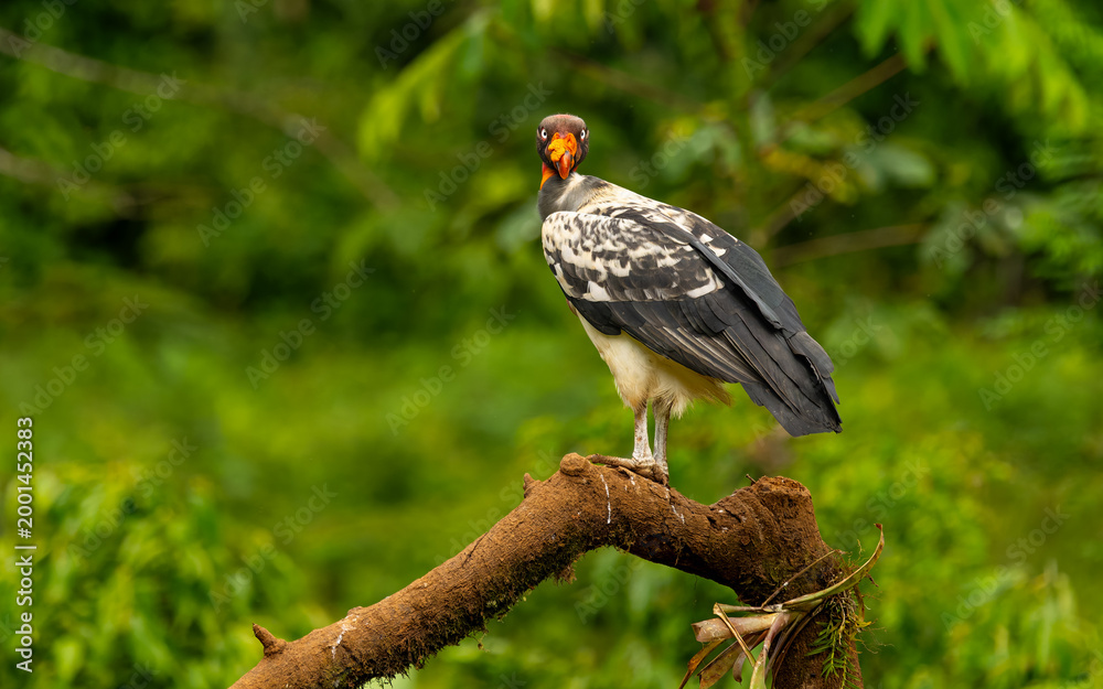 Fototapeta premium Königsgeier (Sarcoramphus papa) am rio San Carlos