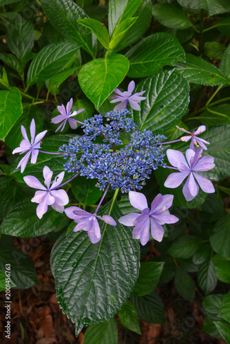 満開のあじさい