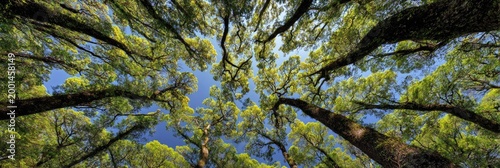 Looking up through a canopy of lush green trees towards a bright blue sky