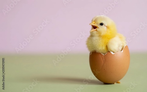 Cute fluffy chick hatching from a brown egg