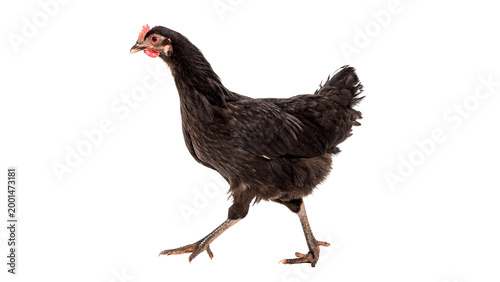 Photos Black hen walking  isolated on transparent background cut out