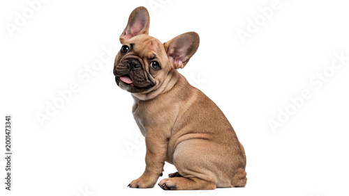 Foto cute young fawn french bulldog youngster sitting isolated on transparent backgro